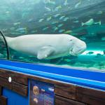 dugong-150x150.jpg