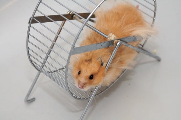 Hamster Wheel