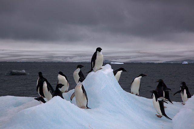 Penguins celebrating, too!