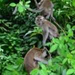 vertical-closeup-shot-macaques-climbing-tree-branch-min-150x150.jpg