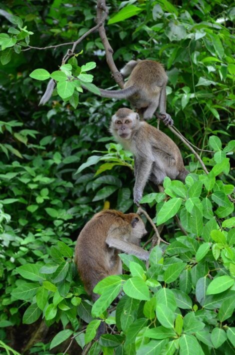 Monkeys climbing a stick, exemplifying one of the Afrikaans idioms